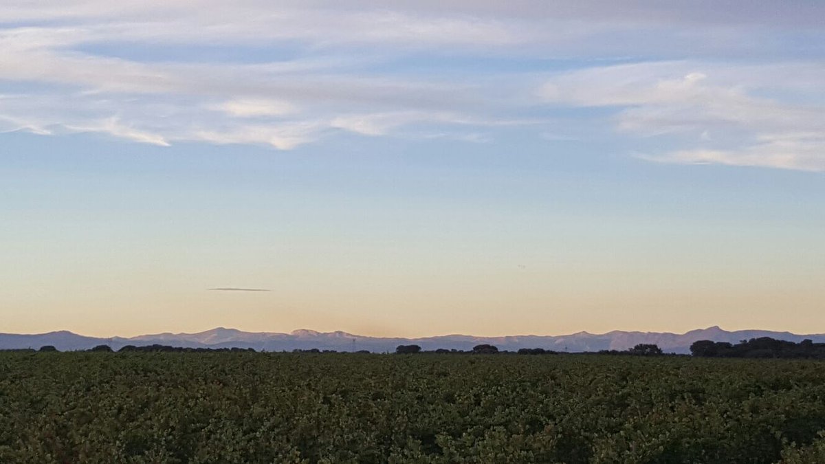 JanoRicardo's tweet photo. Atardecer entre viñedos con las montañas de León al fondo en Valdevimbre (León) https://t.co/yHtNobT5Qy