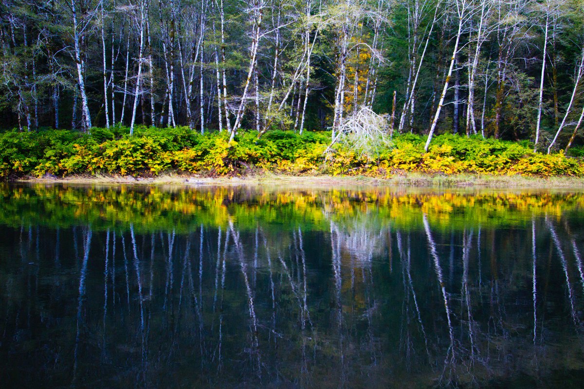TravelOregon's tweet image. .@ORFallFoliage Fall colors are popping along the Nehalem River!