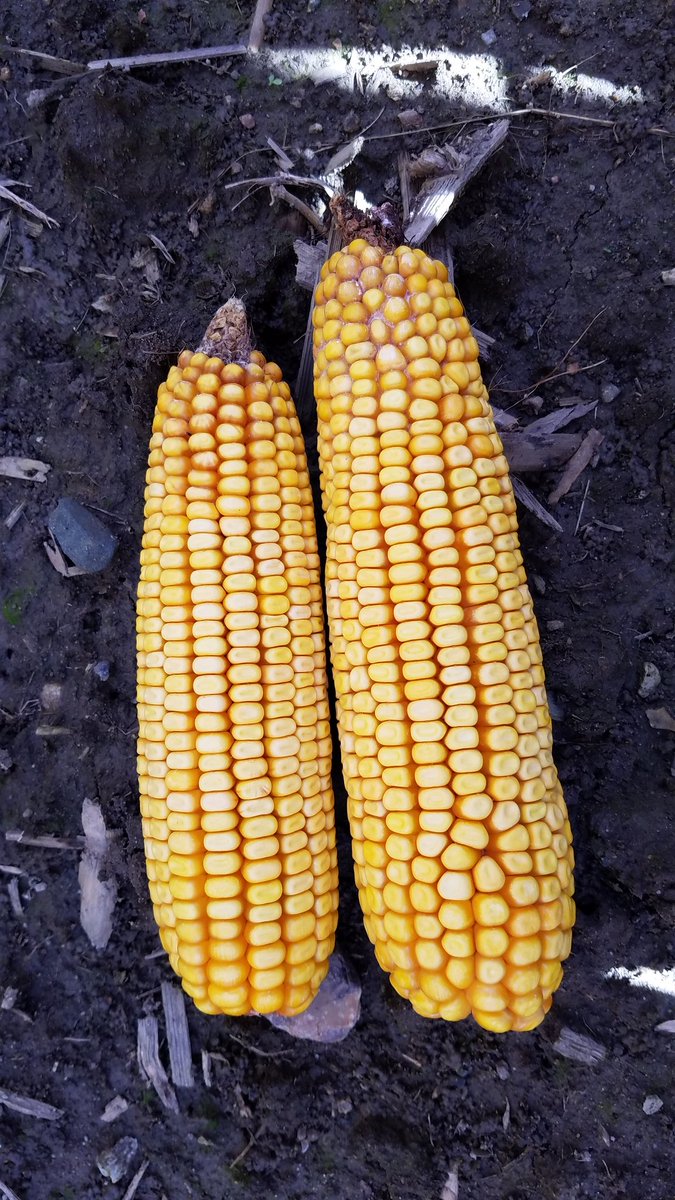 girl_agronomist's tweet image. 36 hours difference in emergence = 24 bu/a yield difference. #agronomy