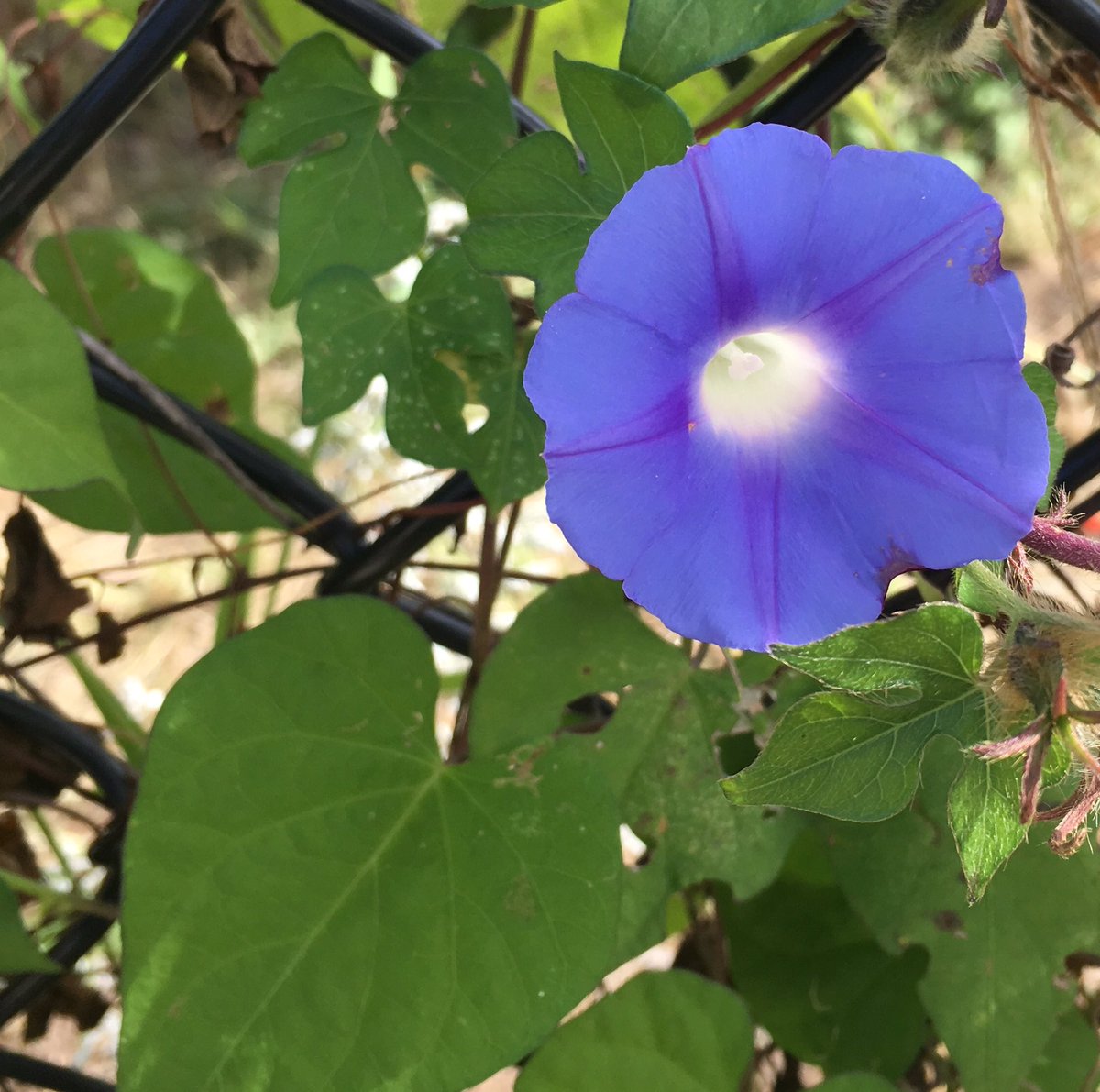 Schnecken_Junge's tweet photo. Some cute little plantlife near the greenhouse on campus. And one leaf that thinks it's winter already. @MizzouBotanic #flowers #mizzou https://t.co/cppqSnKgiz