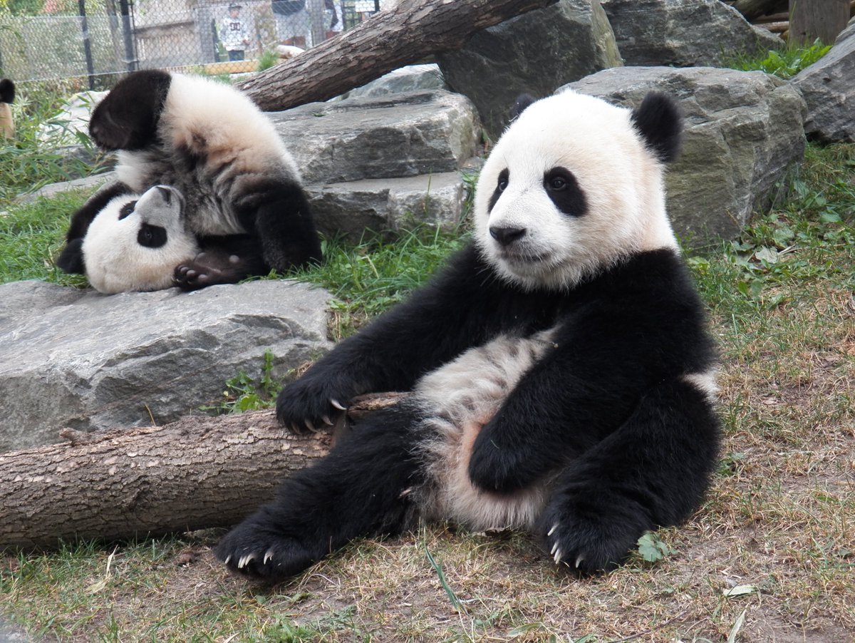 TheTorontoZoo's tweet photo. When you try to take a nice photo but your sister doesn't listen 🐼 #TOPandaCubs https://t.co/rcRY9xZ0c4