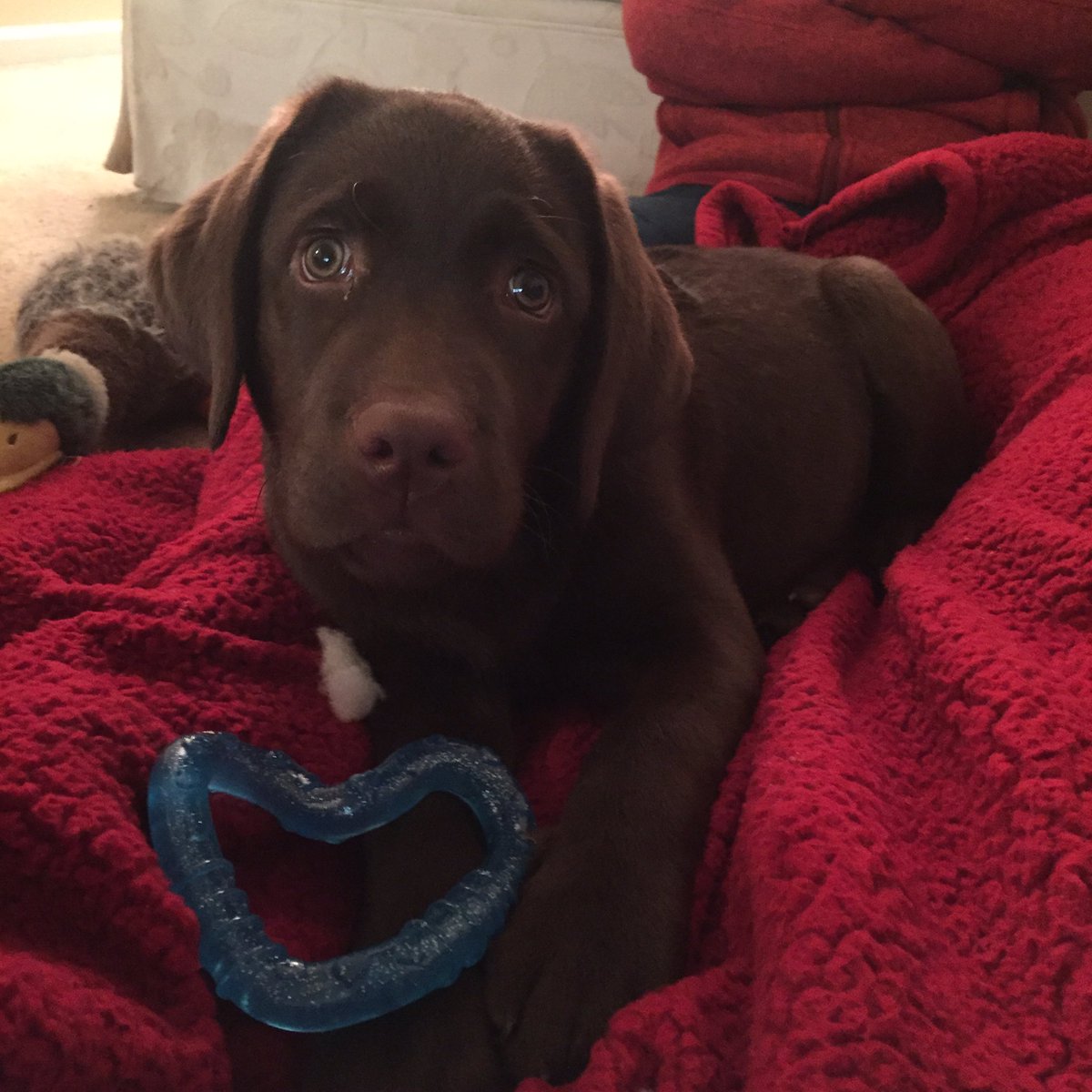 GraceLackey's tweet photo. Still can't believe your 1 miss this fur ball!!! #BenefulDogPark #raleigh #teakthechocolatelab https://t.co/xlfcEu1CTY
