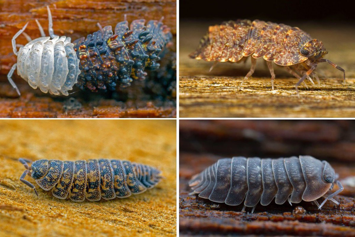 Nick Porch Think Of Slaters Pill Bugs Woodlice Sow Bugs As Garden Pests Think Again Australia Has 300 Native Species Of These Little Decomposers T Co 0bpfolzcxy