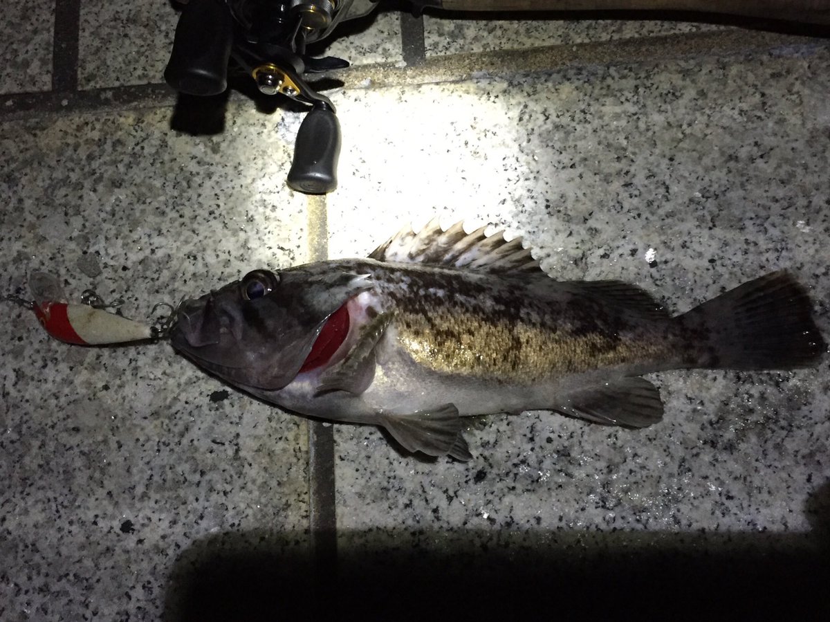 がむっペ シーバス狙いのラパラcd7でクロソイ君