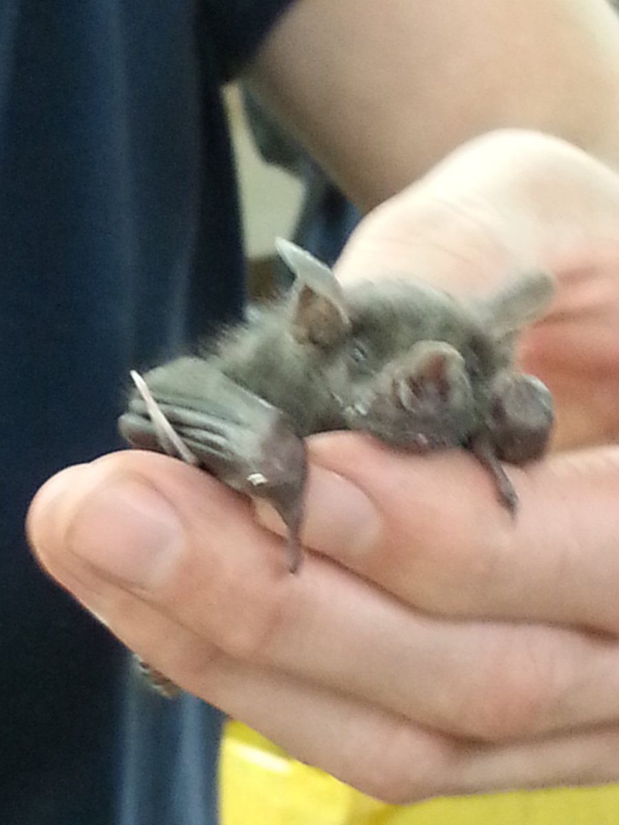 MrDyer1's tweet photo. Jamaican Fruit Bat! #vicscience https://t.co/vw3ePpvymt