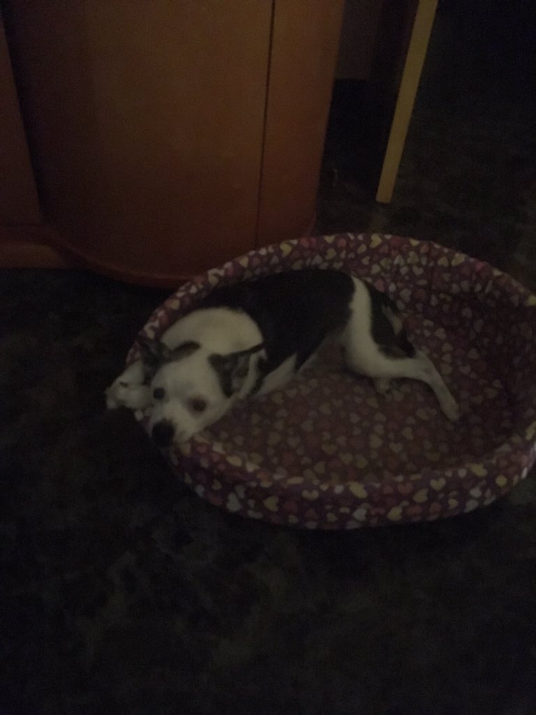 pizzimiau's tweet photo. @PakoInTheMiddle la princi dice que hola y que #austo https://t.co/uO5o9KS0jA
