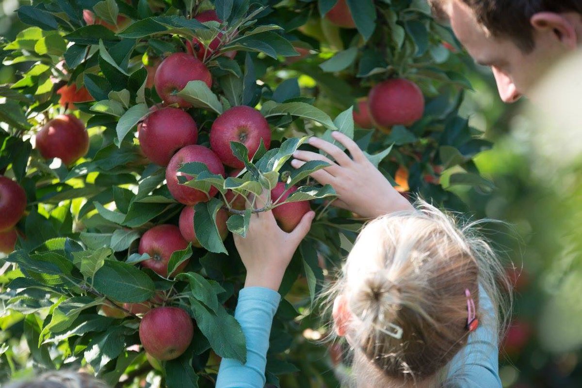 Morgen kun je weer #appels en #peren plukken voor eigen gebruik! Tussen 10.00 en 17.00 uur, vinkfruitboerderij.nl