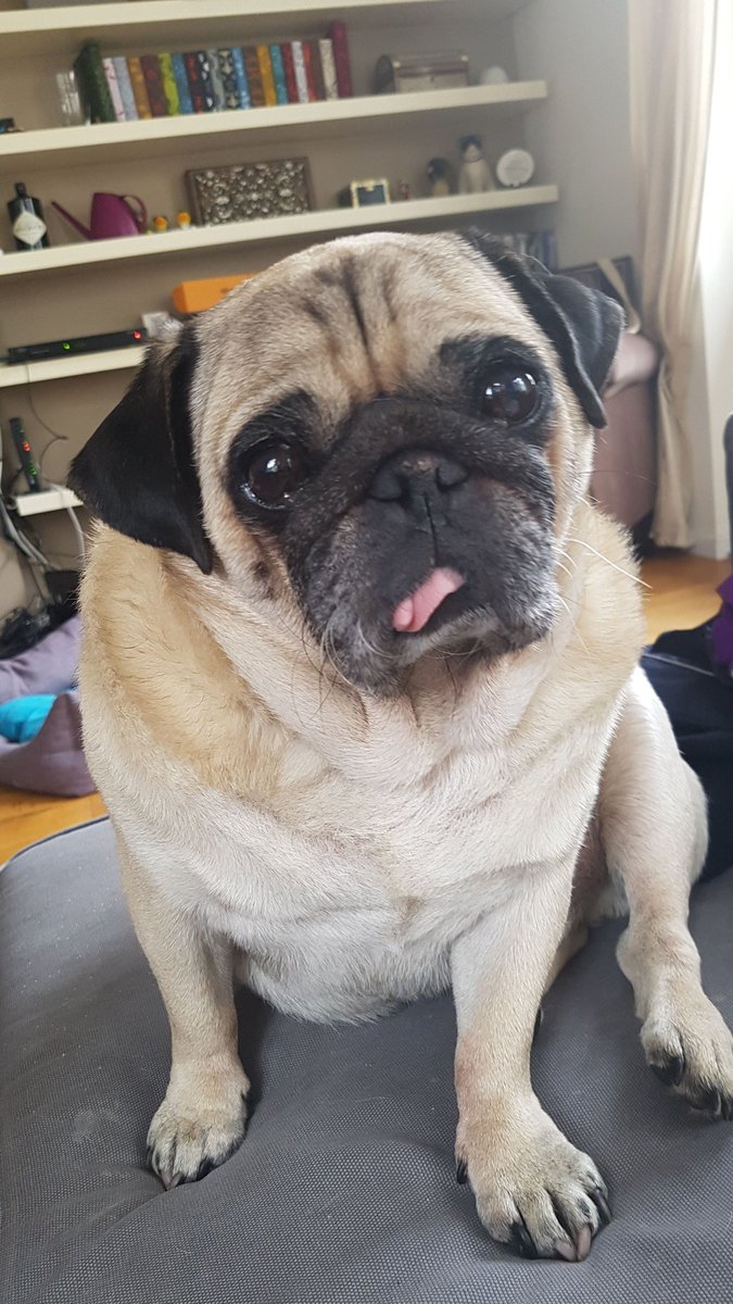 TorothePug tweet picture