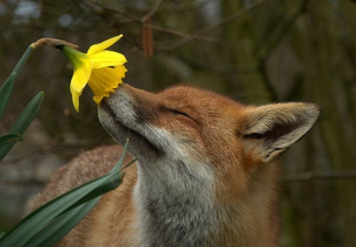 Hwyaden Promo. tweet media