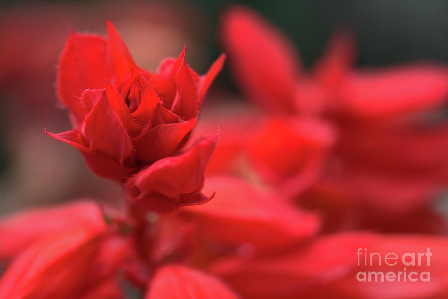 Victork1001's tweet photo. The #Firy #Salvias by Victor K https://t.co/RmXE7JW5AB #garden #nature #fineart #home #decor #Wallart #cards #highfashion #red #art #style https://t.co/eT2nqkG77D