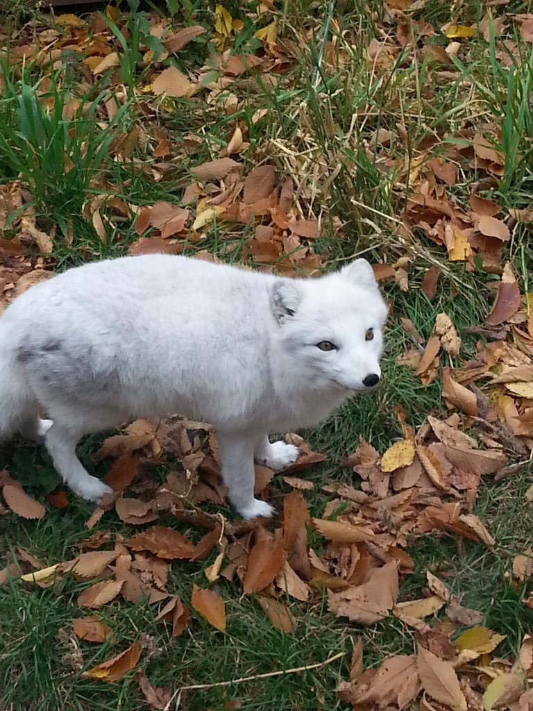 MrDyer1's tweet photo. Arctic Fox! #vicscience https://t.co/POSQCc7HOG