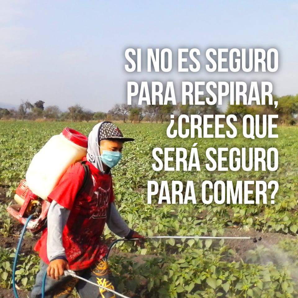 omairahbl's tweet photo. NO a los #Agrotoxicos! NO mΓ‘s VENENOS para producir alimentos! SΓ a la #Agroecologia, SΓ a las #PracticasAncestrales https://t.co/GDnryiie6w