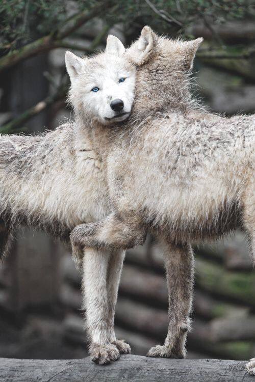 sabrina3011's tweet photo. #BittenFriday #HOWLOUTLOUD #Bitten FAMILY #WolfPackPride OMGOMGOMGOMGOMG #Bitten SEASON 3 in 3 min 🐺🐾❤️ https://t.co/P9MjGr4kF4