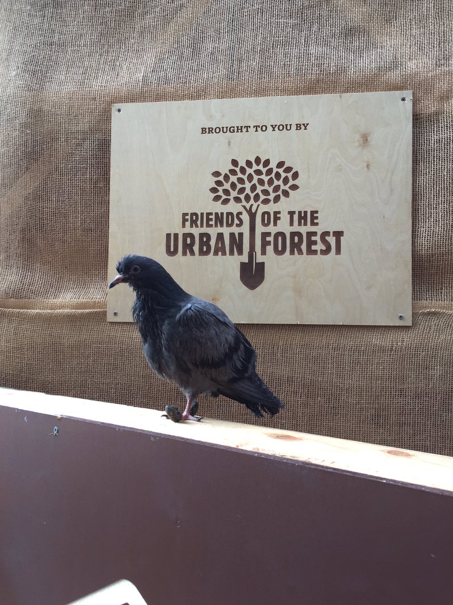bmada's tweet photo. Pop-up forest for @MarketStreetPF at 6th and Market is a delightful oasis, with a fierce guardian. https://t.co/ZLMguZNena