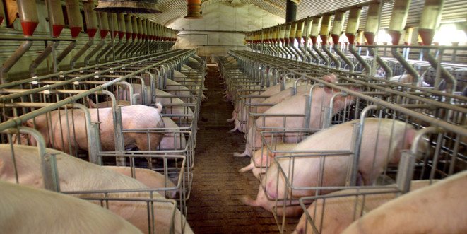 Vegan_Corp's tweet image. Le terrorisme animaliste: enfin un vrai problème! Par Jean-Paul Richier 
blogs.mediapart.fr/jean-paul-rich…