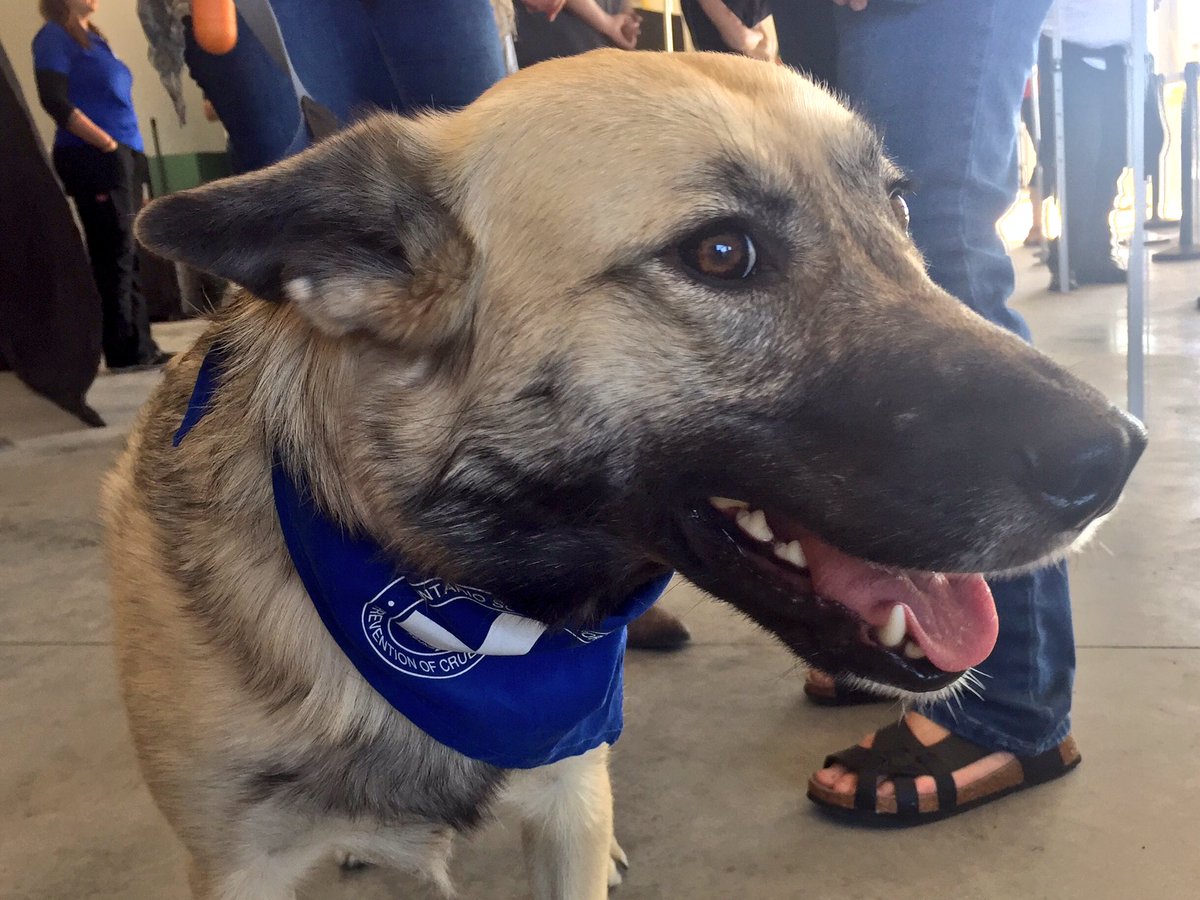 jamiecsteel's tweet photo. Keira was one of 75 dogs transported from White Fish Bay last fall. She's in #Ptbo today to welcome dogs from Big Trout Lake First Nation. https://t.co/ZQnTmZuAaG