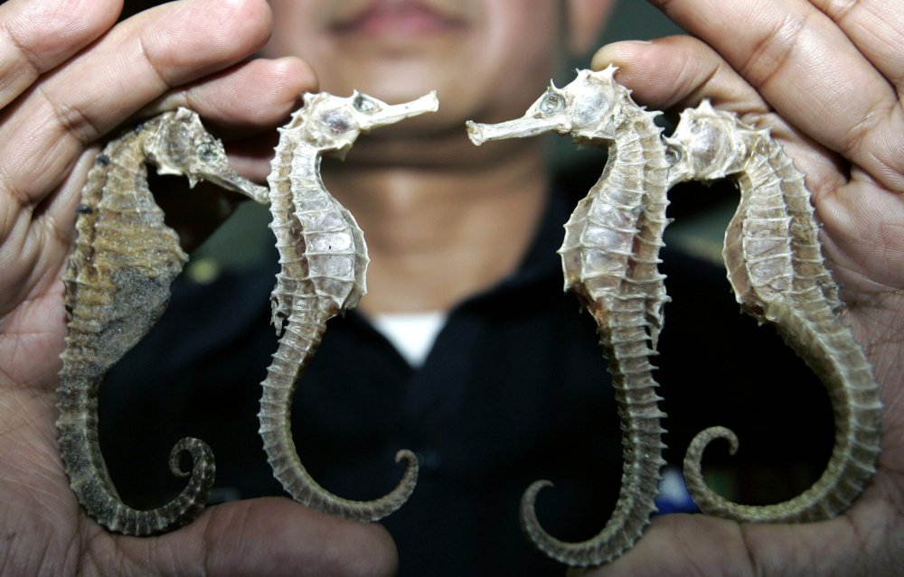 Blue_Frontier's tweet photo. #Thailand suspends international #seahorse trade. https://t.co/3jGODG3o6X https://t.co/TPCZBKh3o6