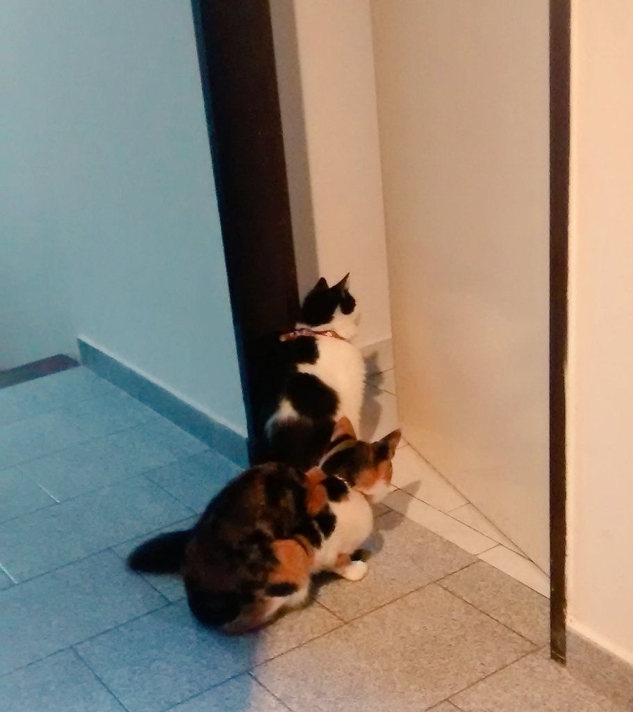 AlinaCarax's tweet photo. Las pibis mirando como @MagaliNair1 hace dormir a Bauti 💕 creo que pretenden que yo también les cante arrorró... 😧😆😄 https://t.co/vq7PMnUPCz