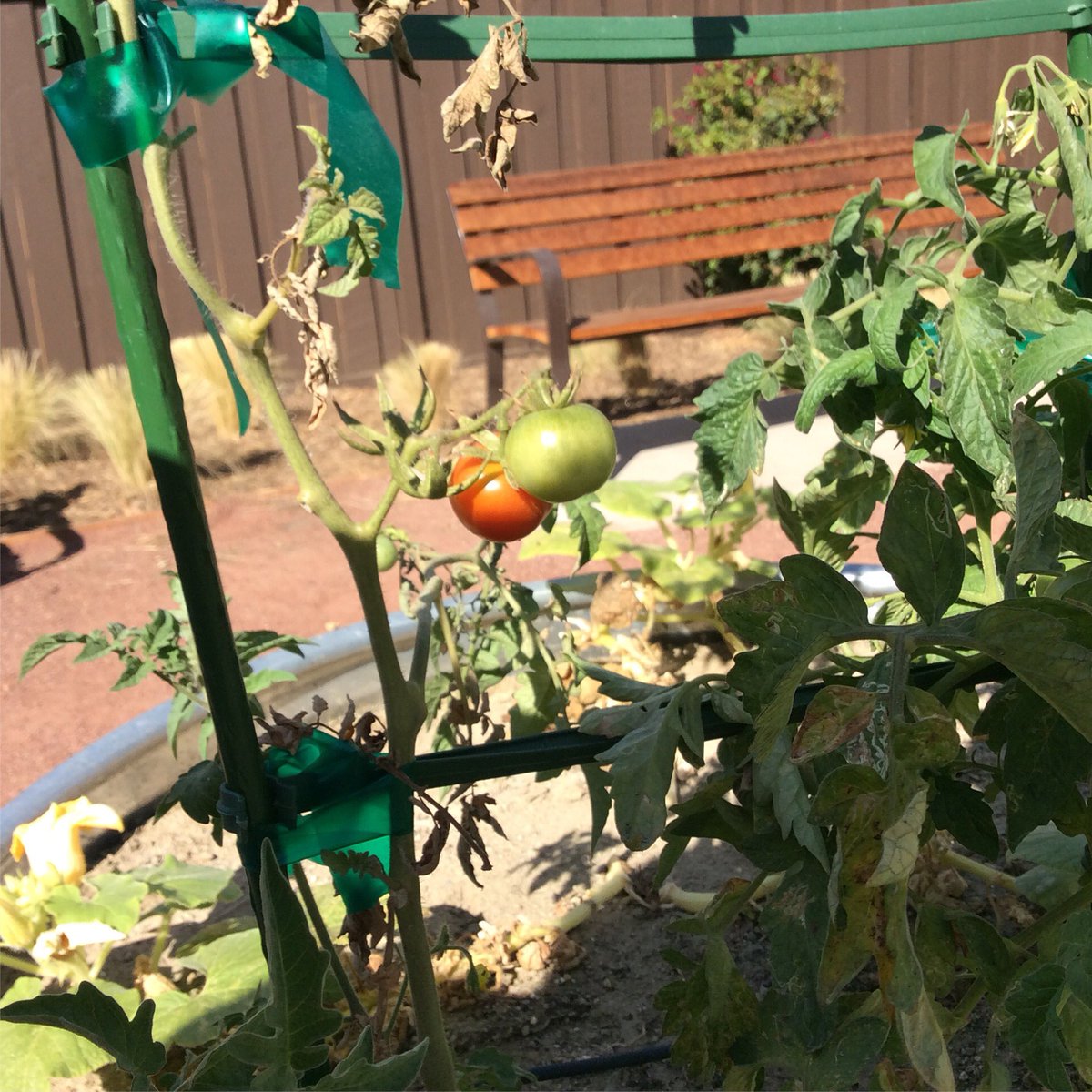 GlendoraCV's tweet photo. Cutest garden set by our friendly neighbors here @glendoracollection You too can own a space for gardening🌱 https://t.co/hQbHpgdE5p