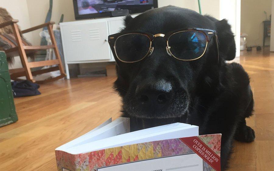 bigthink's tweet photo. Dogs are better than us at resisting peer pressure &amp; filtering bad advice: https://t.co/xz2AVQmTc0 #BigThink #Fridayreads @Yale @Cariromm https://t.co/2XPmA7uyXw