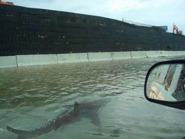 College_4ever's tweet photo. Got a damn shark on the highway in Florida... #HurricaneMatthew #Harambe https://t.co/J206WqdcKg