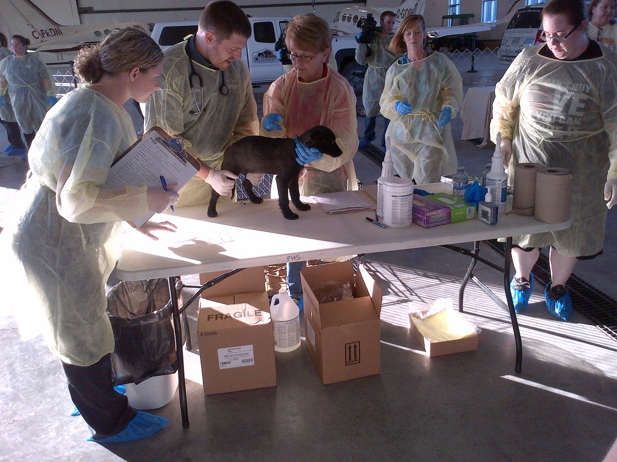 OntarioSPCA's tweet photo. The awesome team giving these dogs their health checks #bigtroutlakefiratnations #dogtransfer https://t.co/58cmvdRRoi