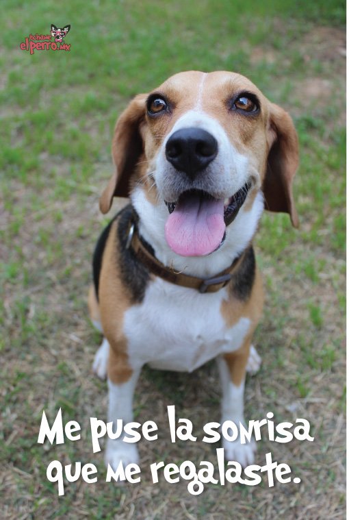 EchameelPerro's tweet photo. Así sonrío cuando te veo llegar ¡Wooff! feliz #DiaMundialdelaSonrisa ¿Ya estás regalando algunas? https://t.co/8k4ZheiPk8