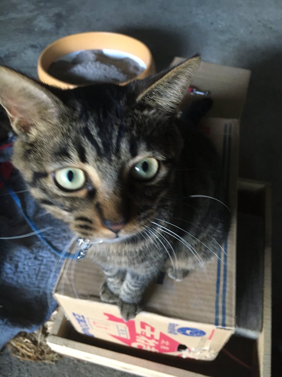 pinechan_RT's tweet image. 