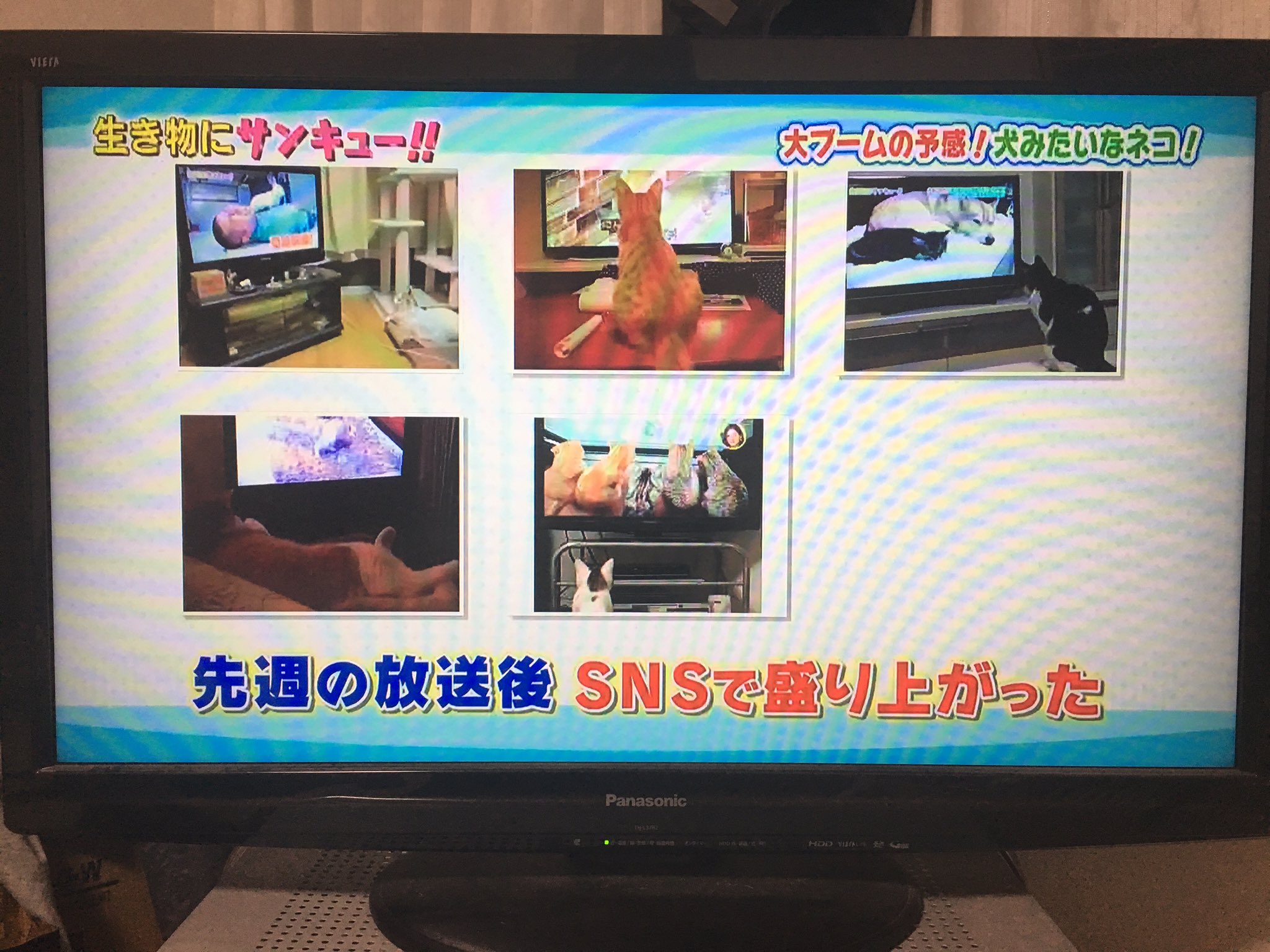 センチュリー21ハウスフィット On Twitter 私事ですが 先日の生き物にサンキューで我が家の猫がtvデビューしました 後ろ姿です けど嬉しいです ๑ ᴗ 正面から見るとこの表情です 生き物にサンキュー 猫 Https T Co E4pidl5u3n Twitter