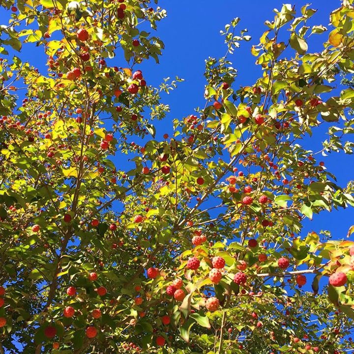 phoenicialodge's tweet photo. Happy Autumn! https://t.co/jDtxsJMDk7