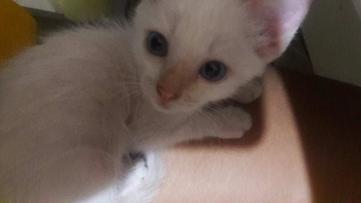 boaa noitee meu amorzinho #Algodão s2