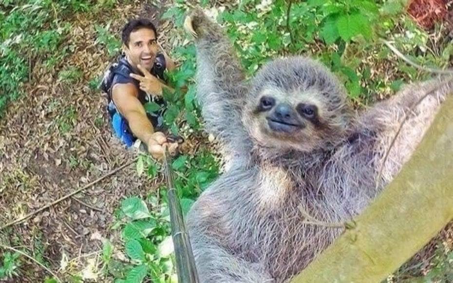 mizmurrad's tweet photo. THIS. #slothselfie https://t.co/XxHuIcSyUr