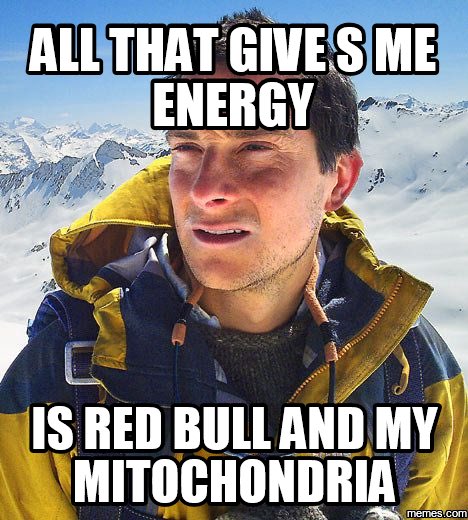 ItsMightyMito's tweet photo. #erhscells https://t.co/KWLVDqwutx