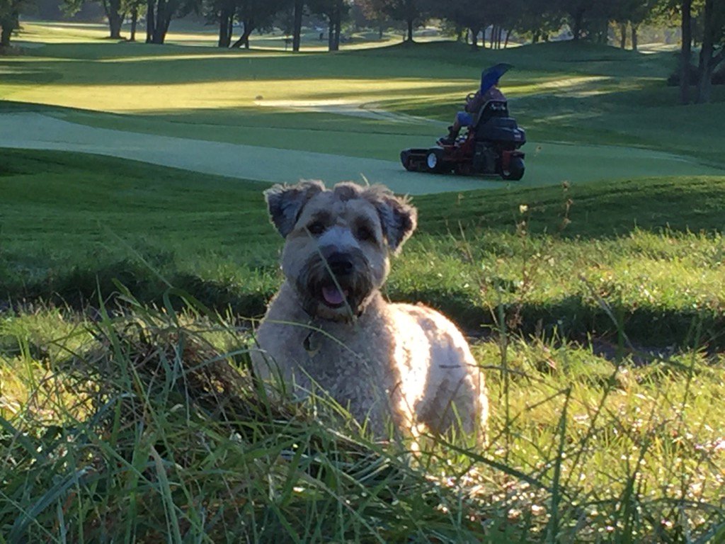 OSCTurfgrass's tweet photo. Maple had a great morning sniffing out mice and chasing the squirrels. https://t.co/7RRIYGVL6W