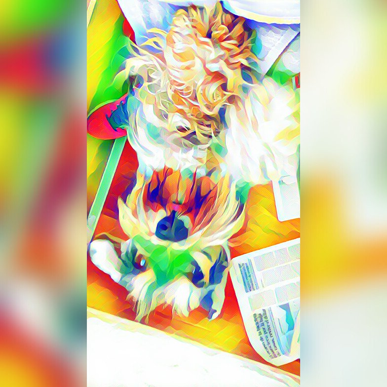 benditos_perros's tweet photo. Sakura... @benditosperros   #PicsArt
 https://t.co/S3ndTQyckX https://t.co/QiLIQrZF0c