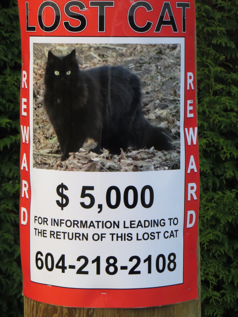 fosterius's tweet image. Saw this poster for a missing #cat on the way home from work today.