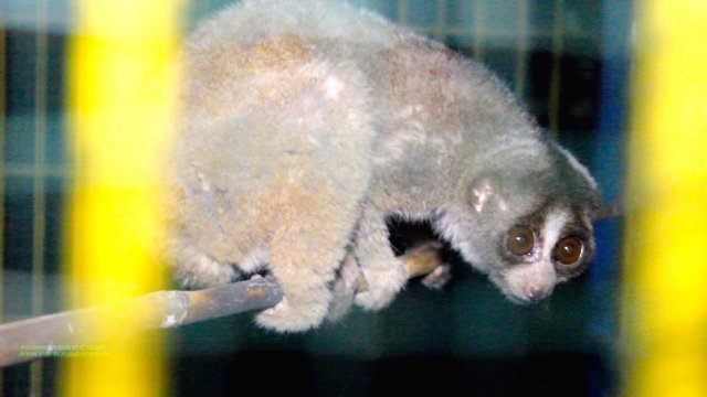 MongabayID's tweet photo. Kukang-kukang Inipun Kembali Nikmati Alam Bebas https://t.co/BMTDlJuzC4 https://t.co/U83o41FmYo