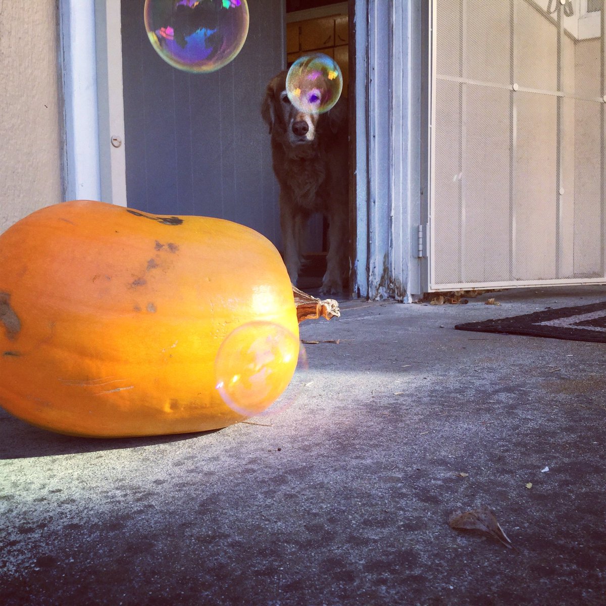 Uncle_Bubble's tweet photo. A curious dog in search of bubbles and pumpkins #bubbles #pumpkins #October #Autumn #dogs #doglife #animals #curious #photography #beautiful https://t.co/WUmpPvKaG6