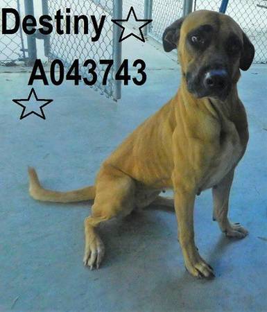 great dane black mouth cur mix