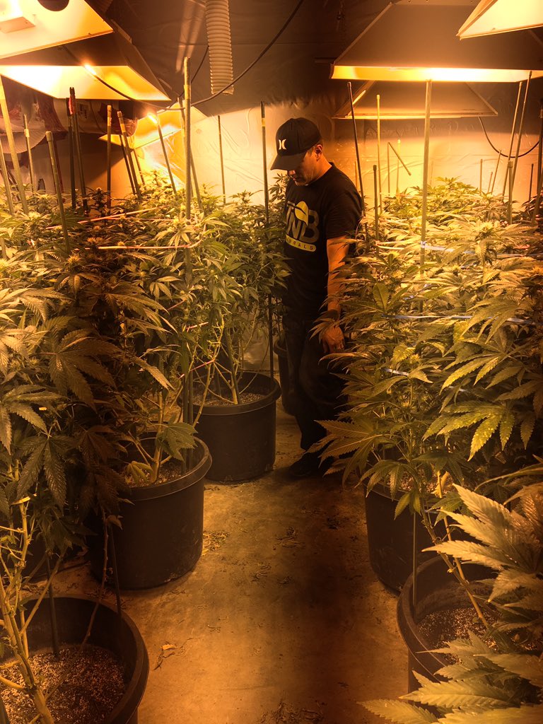 Working hard!! Love that TNB thing!! #hydroponics #grow