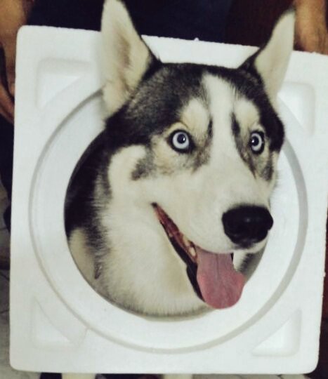 hash_thehusky's tweet photo. A day will come when I will laugh and you will cry!!
#woofwoof #iamhash https://t.co/nBXGFms0Ef
