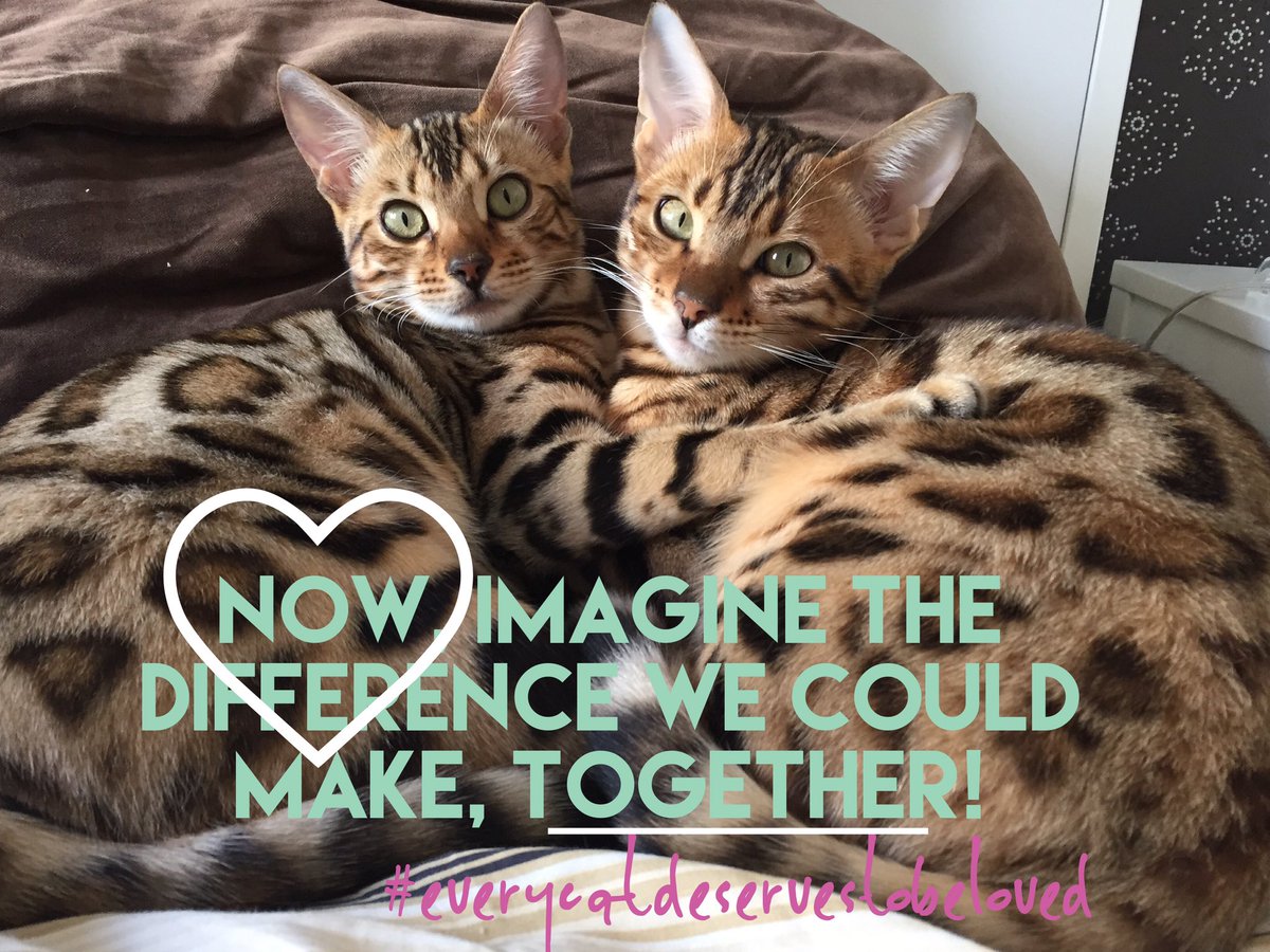ourbengals's tweet photo. This weekend we are encouraging cat lovers around the world help a local or global cat charity &amp; pass it on #everycatdeservestobeloved #cats https://t.co/rng9svGCh9