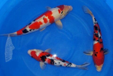 トビ 鯉の柄が結構イリチルです 鯉画像は拾い物です