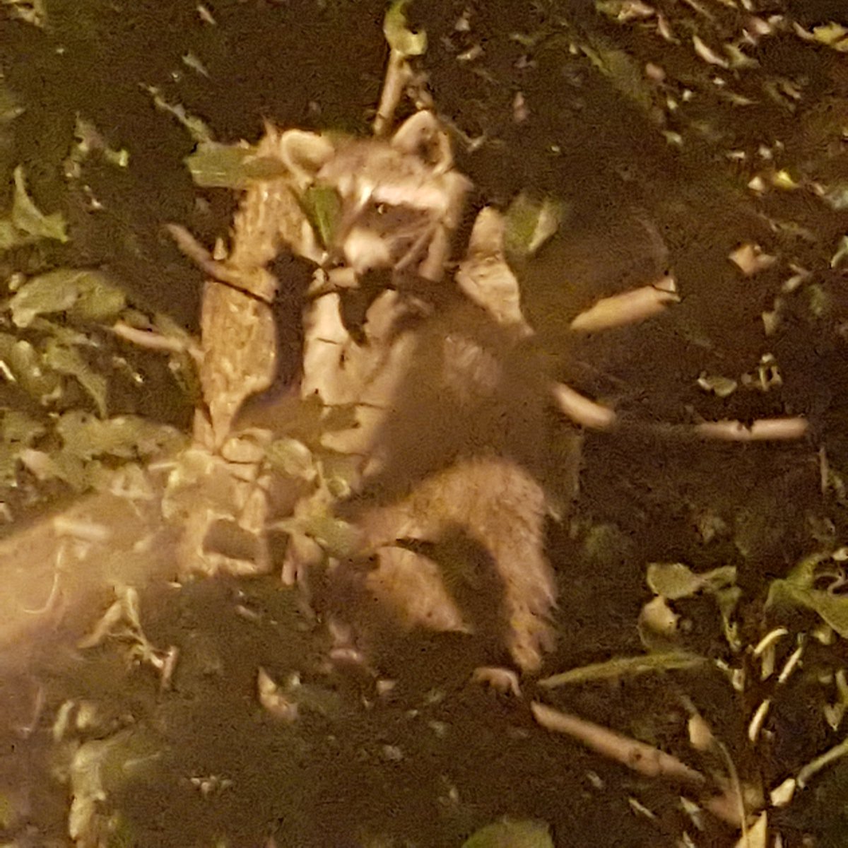 centralparkwalk's tweet image. Spotted in @prospect_park : #raccoon in a tree. 
Probably thought we had food. 
🍖🍗🍔🍣😋🐈🐺🐯