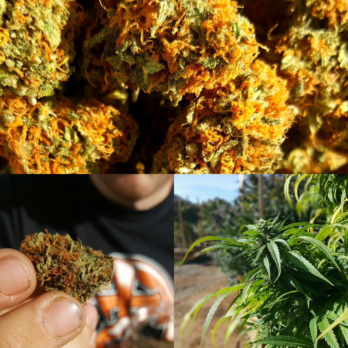 MedicatedJaneT's tweet photo. It's that time of year everyone!!! #sungrown #HolyTrinity #flowerpower #OutdoorsOctober https://t.co/u0soYokl0v