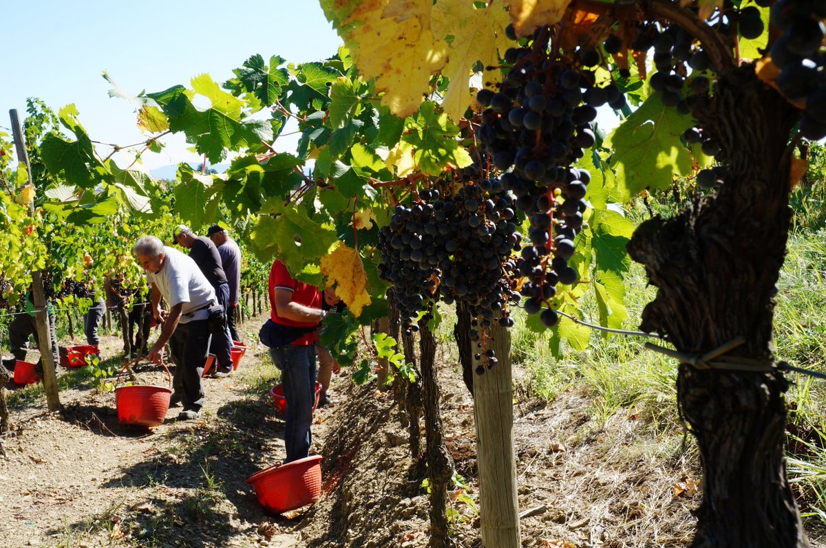 Tempo di vendemmia nelle tenute del <a href="/castellospessa/">Castello di Spessa</a>.
#Uva bianca ribolla e uva nera merlot, entrambi #Doc #Collio. #vino #wine #winelovers