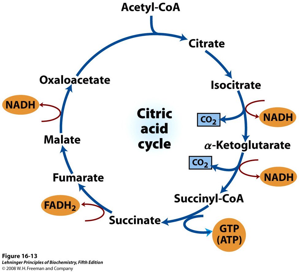 darrenk14's tweet photo. More turns in life than the citric acid cycle. :D https://t.co/NVE9J9G6aV