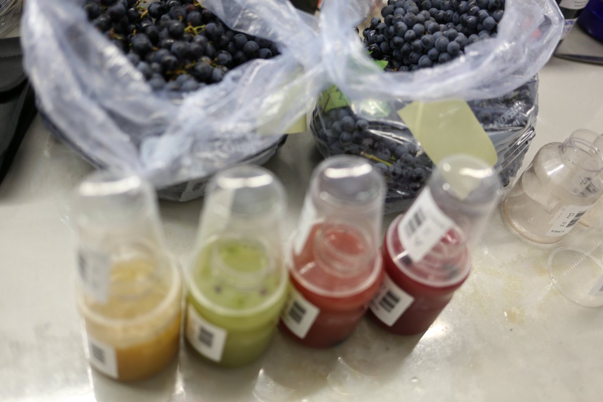 Vassanelli_LAB's tweet photo. Questa mattina, come per tutti i sabati del periodo di #vendemmia , siamo aperti dalle 8 alle 12 #uva #mosto #vino https://t.co/XzWUn8rXtA https://t.co/dejPfLxa7v