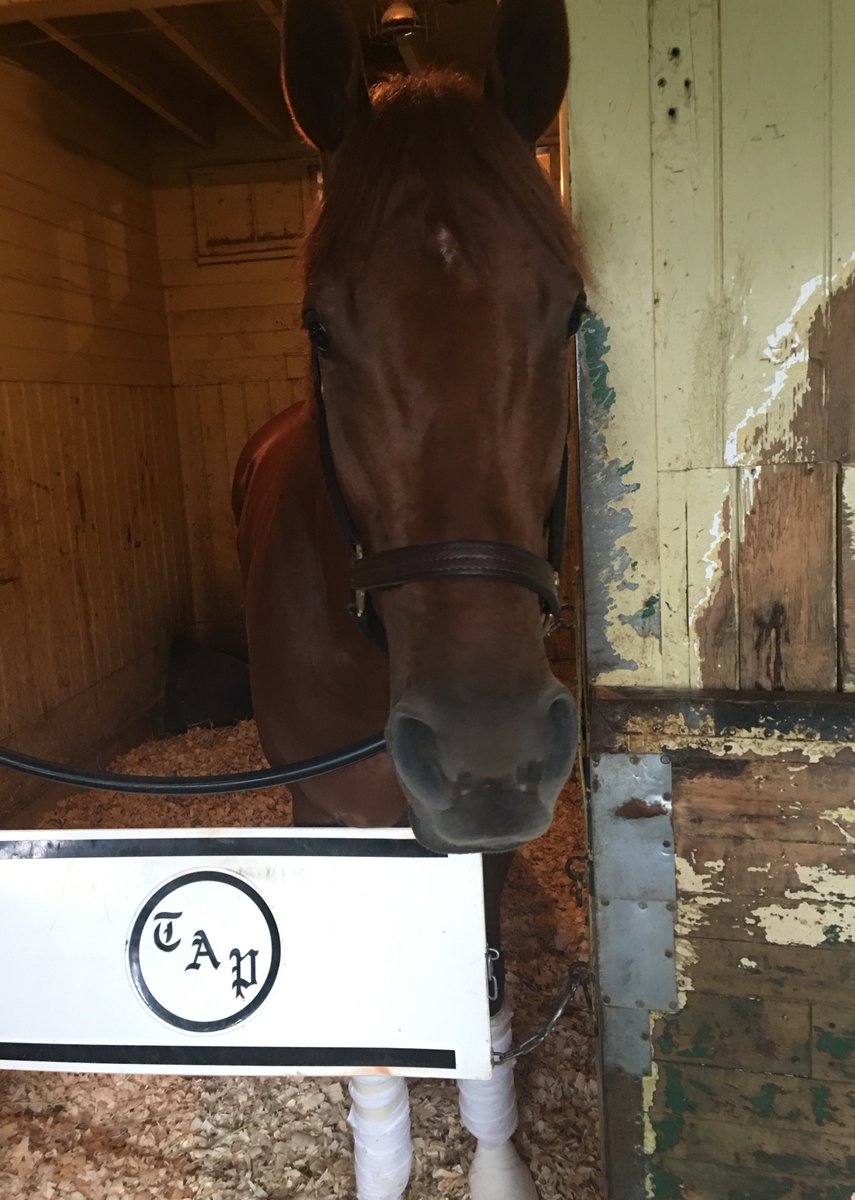Kelly Summers Wietsma (@equisponse) on Twitter photo Syndergaard anxiously awaiting his start in today's Gl $500K Champagne Stakes <a href="/BreedersCup/">Breeders' Cup</a> #WinandYoureIn Syndergaard anxiously awaiting his start in today's Gl $500K Champagne Stakes <a href="/BreedersCup/">Breeders' Cup</a> #WinandYoureIn