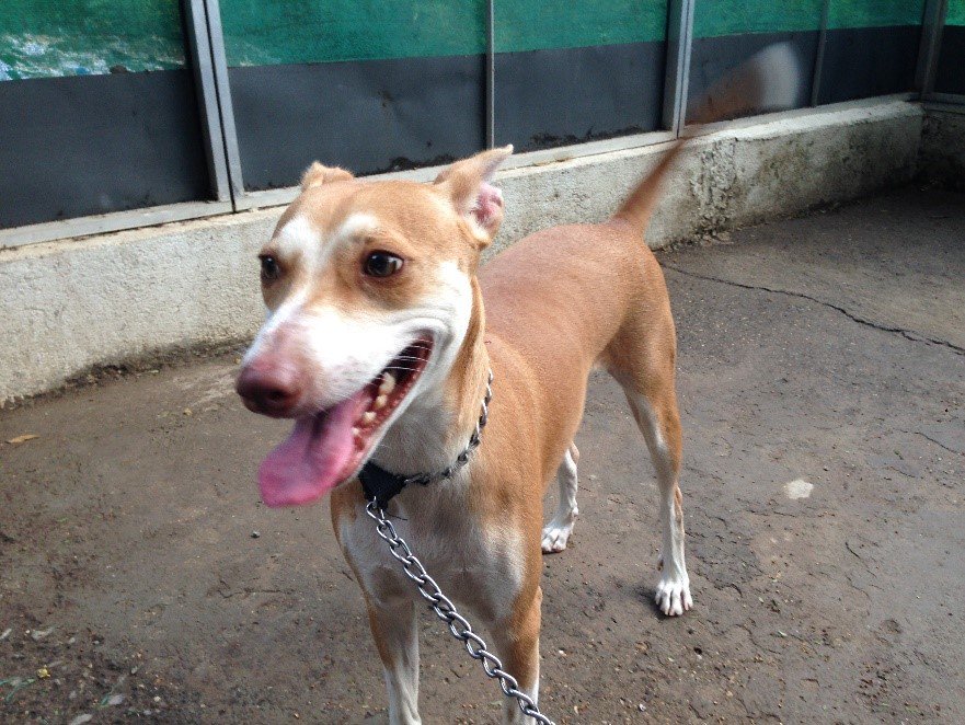 Poojaadvani_DDW's tweet photo. Ready, set, go! #ReadyForTheRun #DogLove https://t.co/ljDNKC3QRA